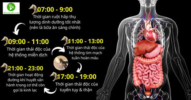 ăn yến sào lúc nào tốt nhất