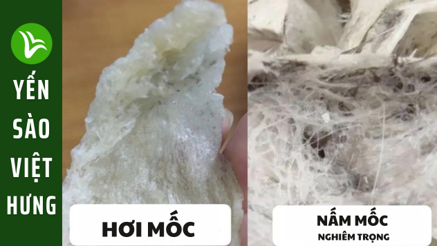 tổ yến bị mốc